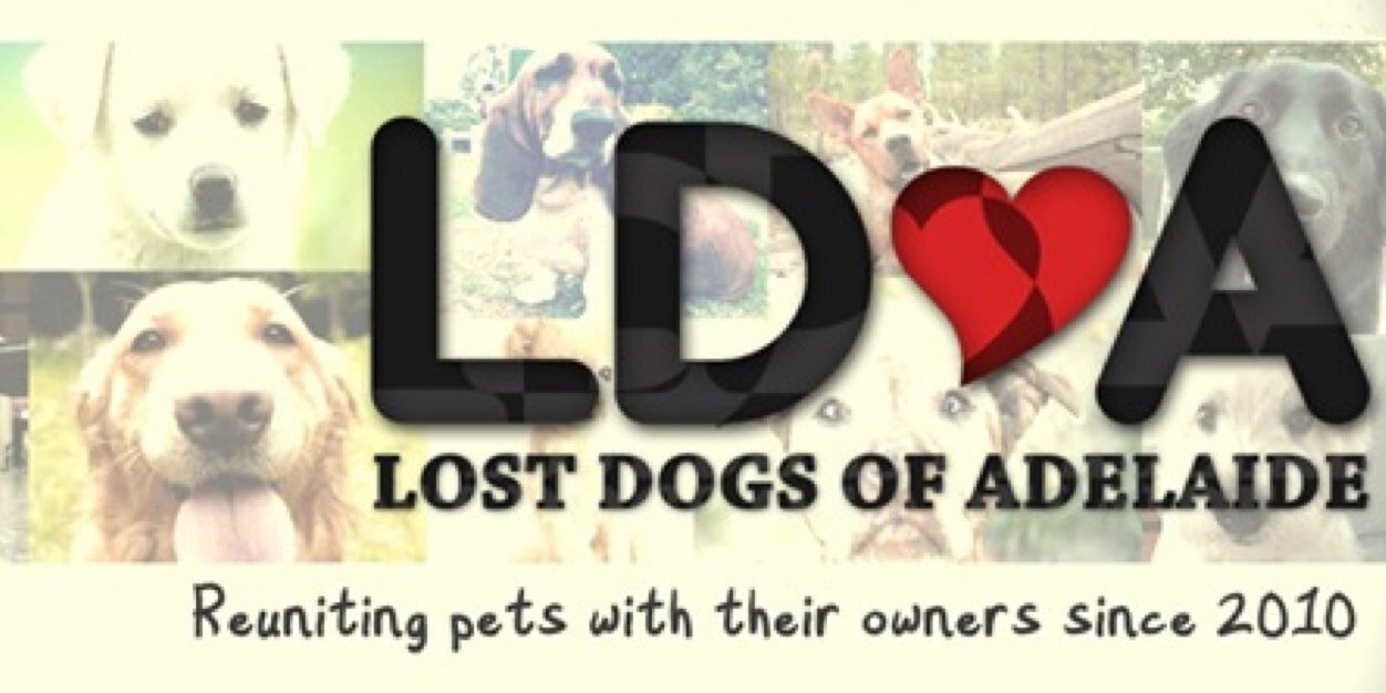 adelaidedogs's profile banner image