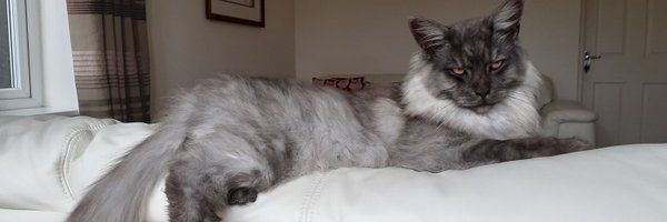 HazelLea14 Profile Banner