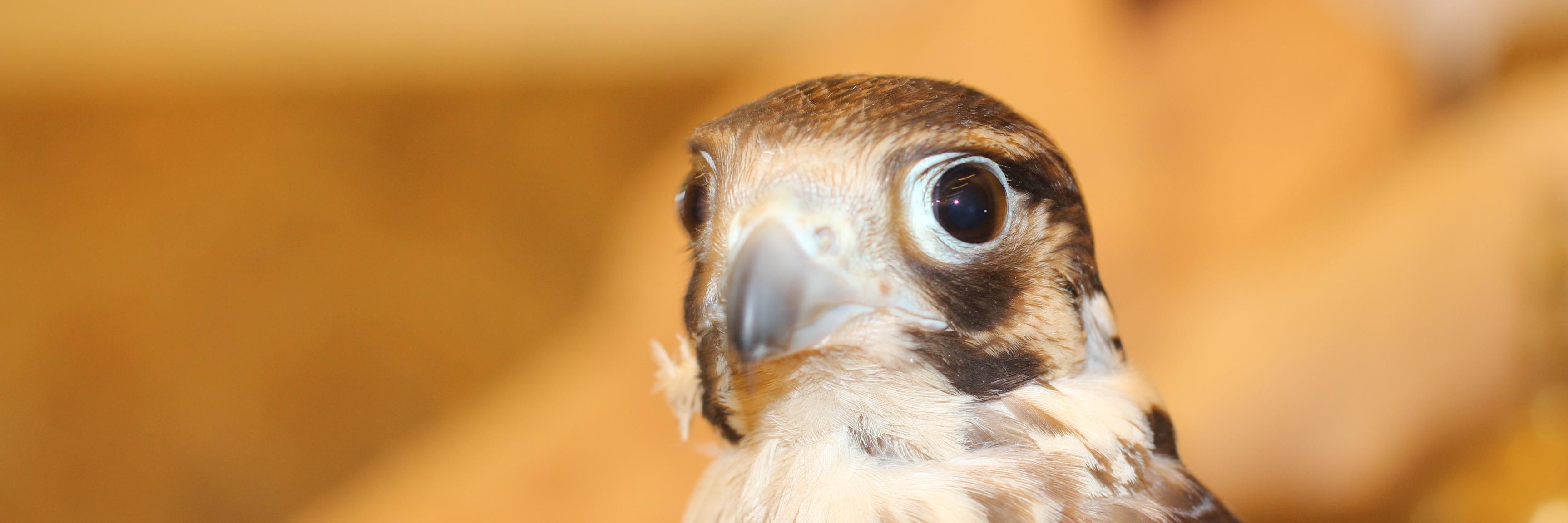 salk_kw's profile banner image