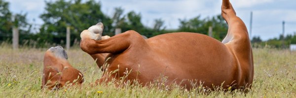 suffolkpunch Profile Banner