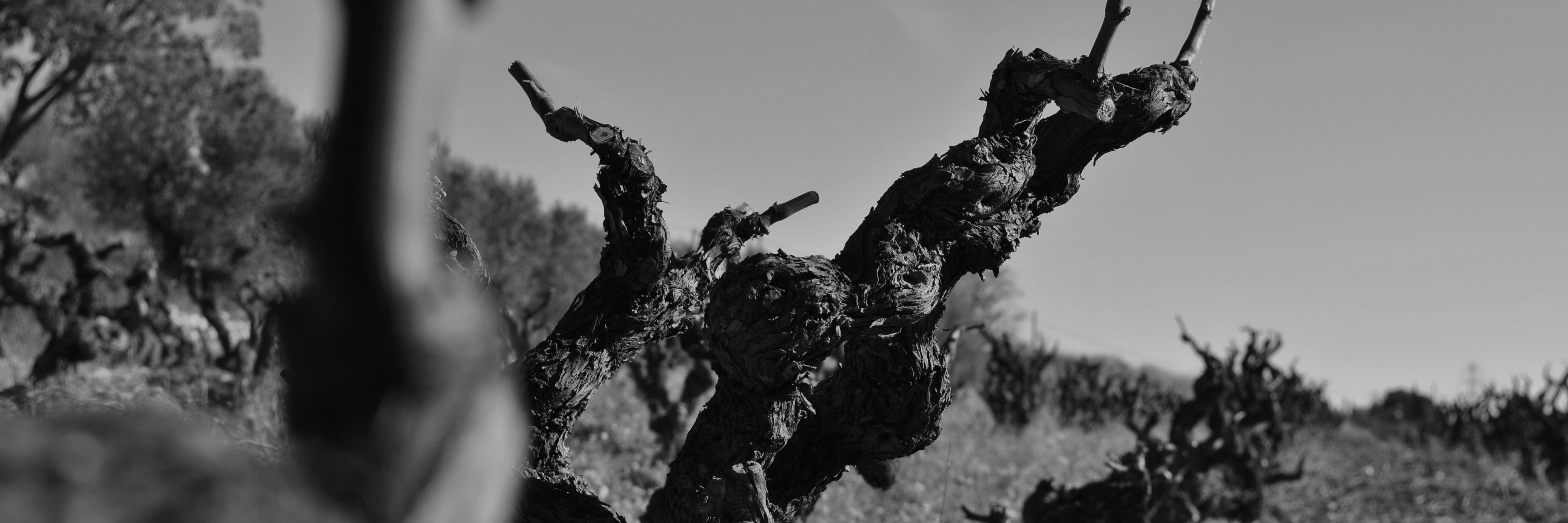 Varietal500's profile banner image