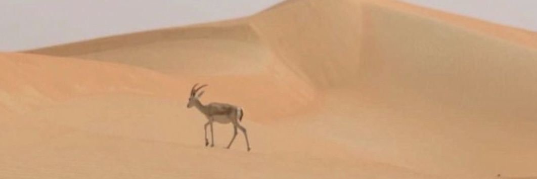 شهد الأسمري banner