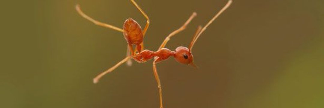 Capitán Hormiga banner