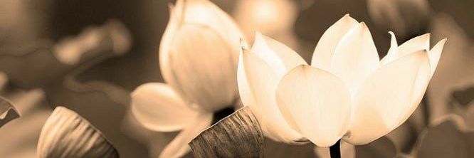 cloudseedlings's profile banner image