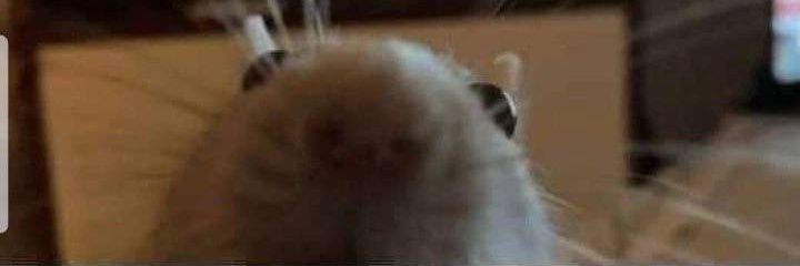 Sad_fish0's profile banner image
