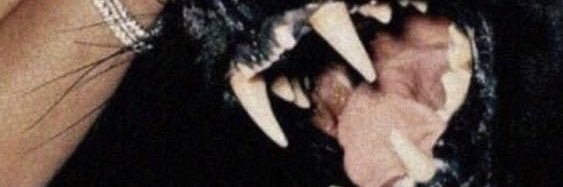 issab____'s profile banner image