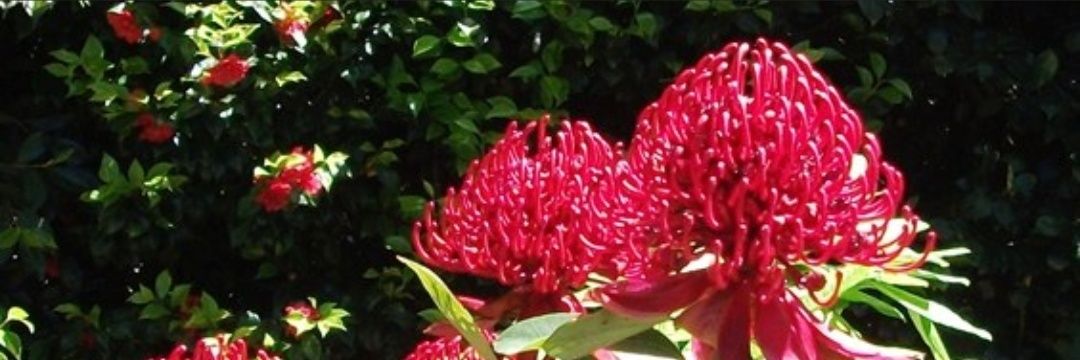 Elizabeth Gower banner