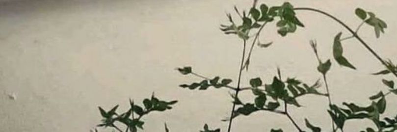 🥣 banner
