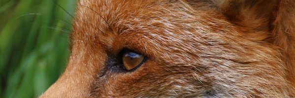 FopsHourly Profile Banner
