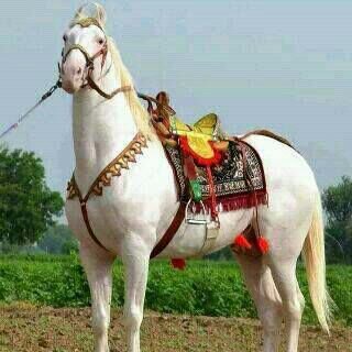 baffa_mansoor's profile banner image