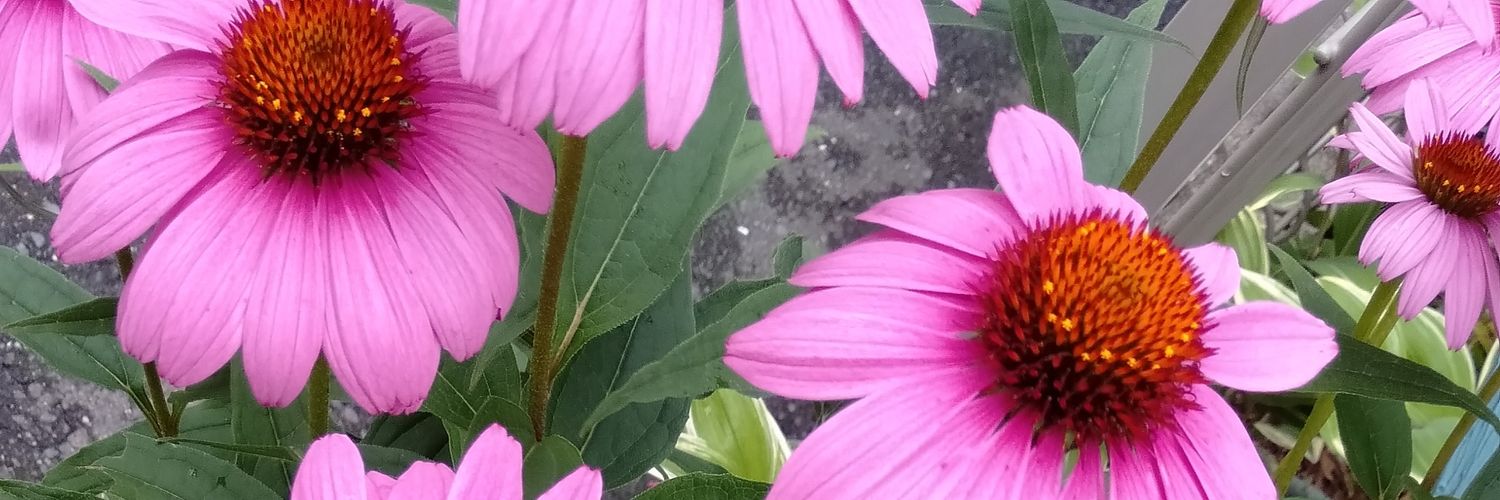 Green frog (肉球🐾🐾) banner