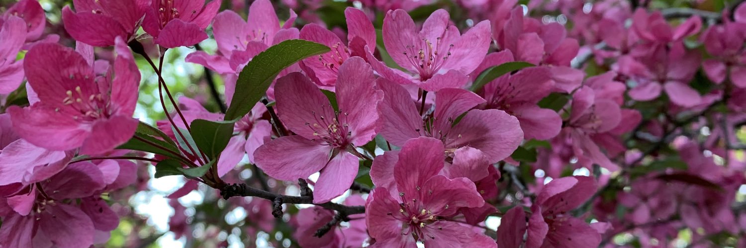 Clarissa E. Jordan, MD banner