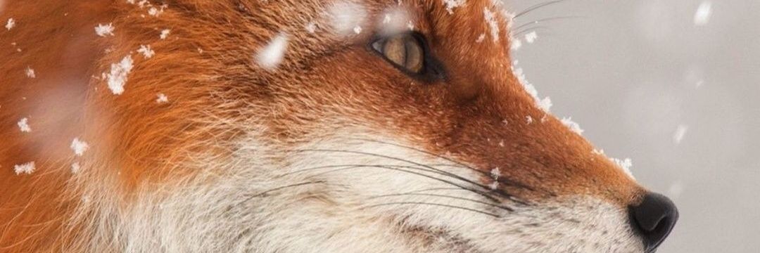 matheusdead's profile banner image