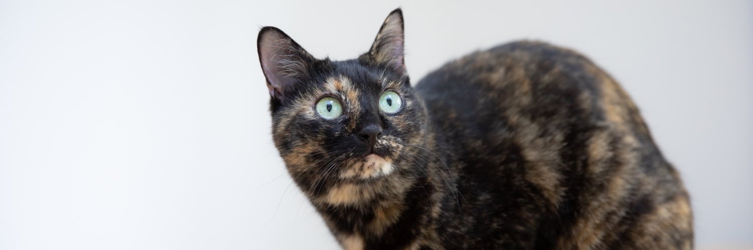 funwith11cats's profile banner image