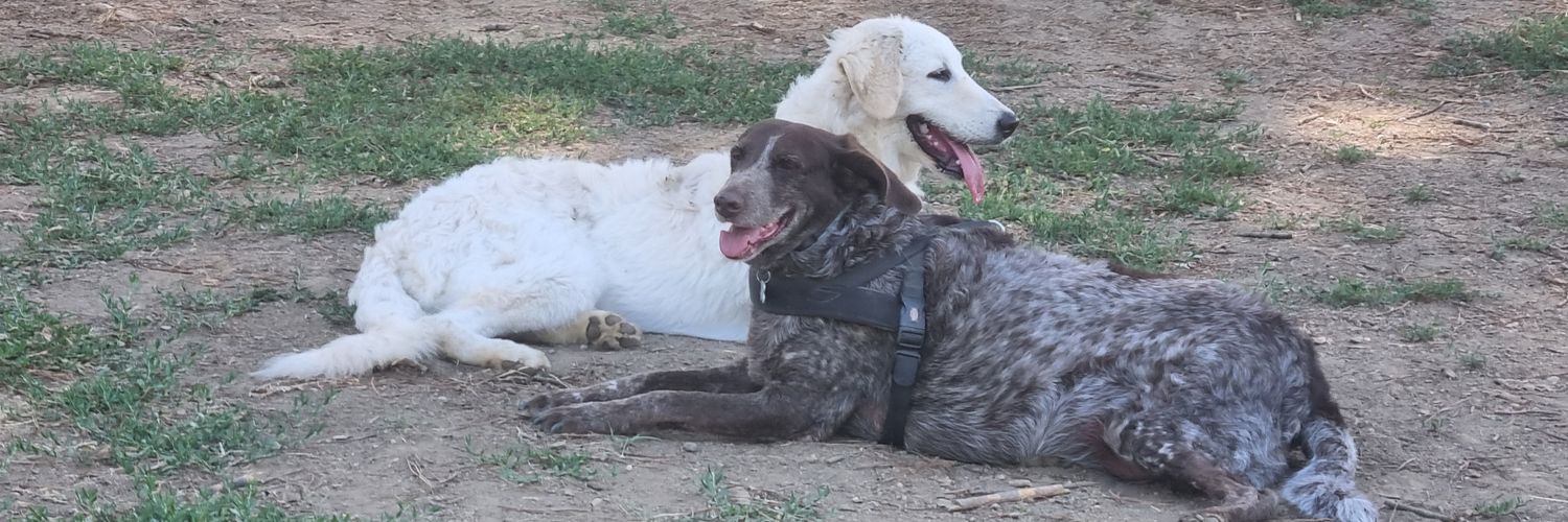 Carlo M. Chiossi banner