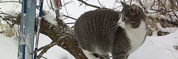 PlainsViewer Profile Banner