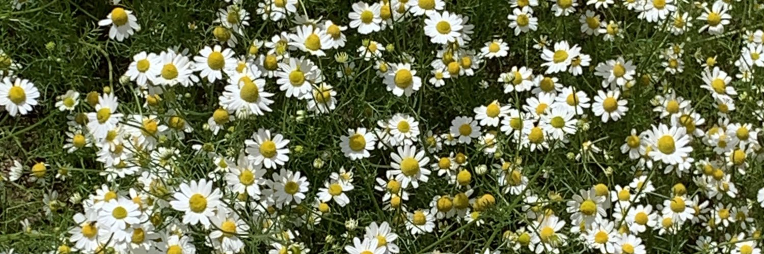 Joakin_BoyMer's profile banner image