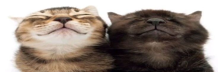 janiorek 🐈‍⬛ conan and bts 🔜 banner