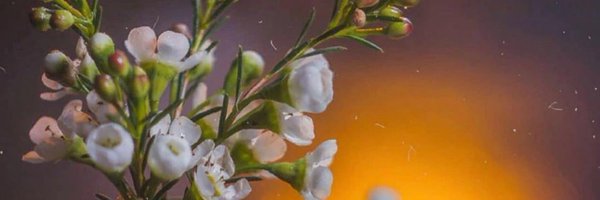 SimaNoori1 Profile Banner