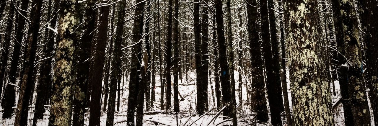 チーズの暴力 🧀 banner