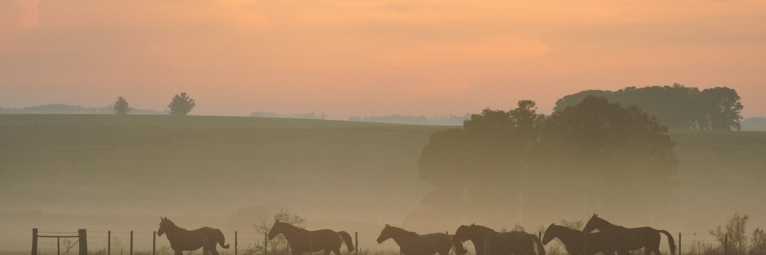 José Matonte banner