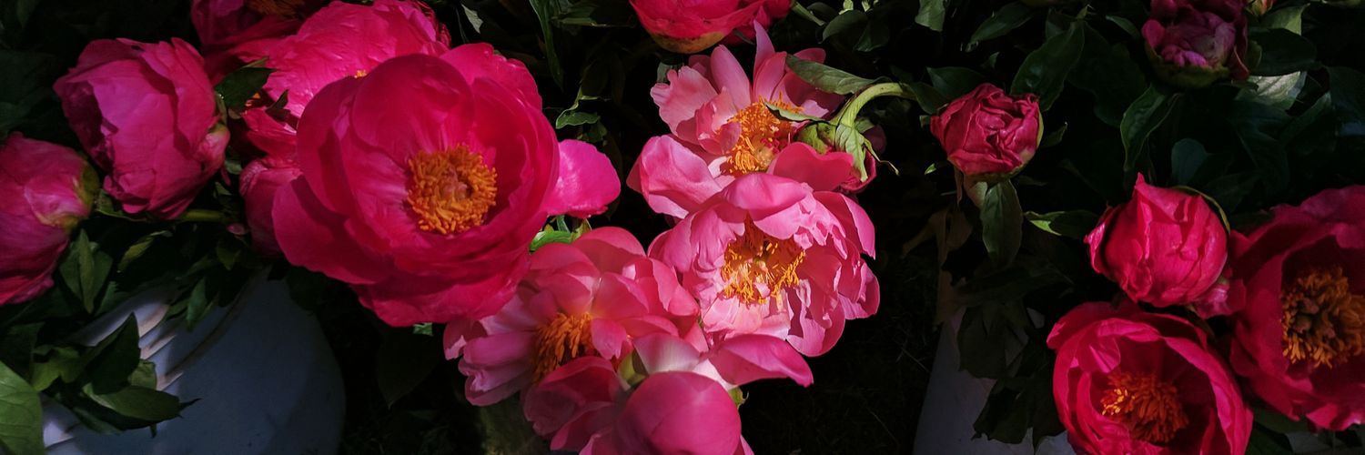 TOflowermarket's profile banner image