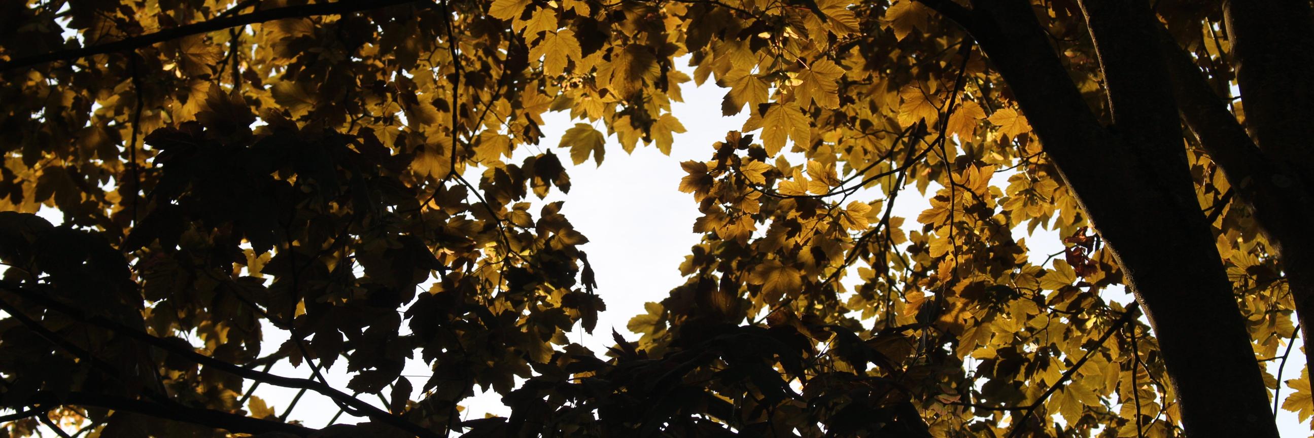 Emeline_Mercier's profile banner image