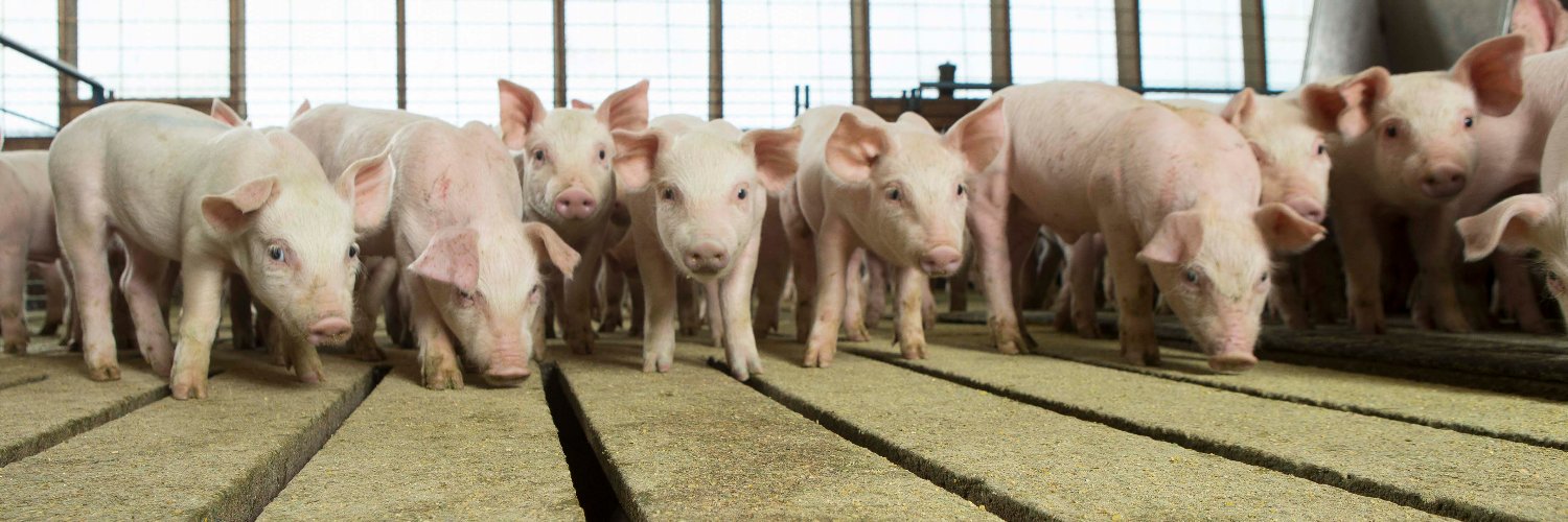 Minnesota Pork Producers banner