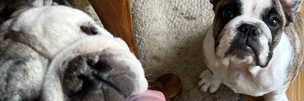 bella_kox's profile banner image