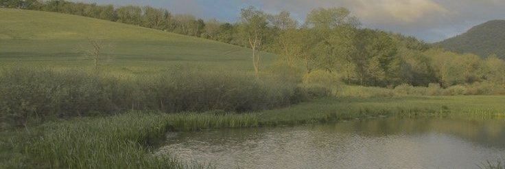 Cici🍉🇰🇼 banner