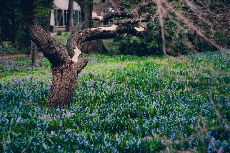 Мухоморный Аксолотль 🍄 banner