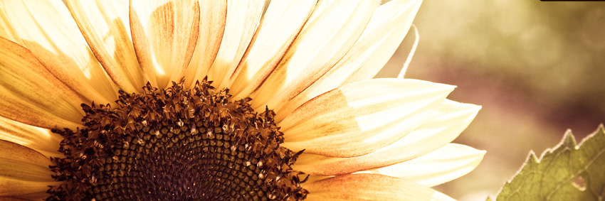 Fyrestorm13's profile banner image
