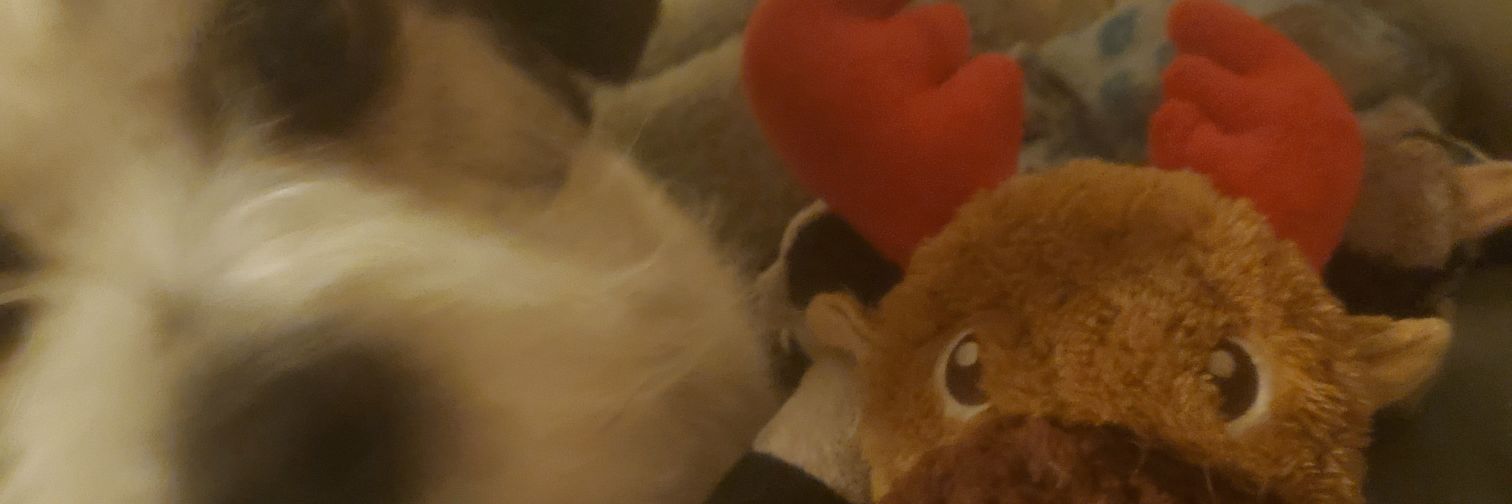 SchmittBrett's profile banner image