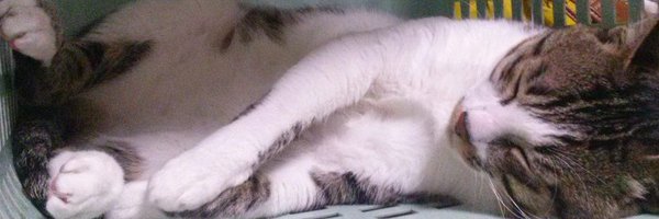 ip_ppsr_teru Profile Banner