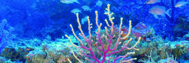 ocean_alli's profile banner image
