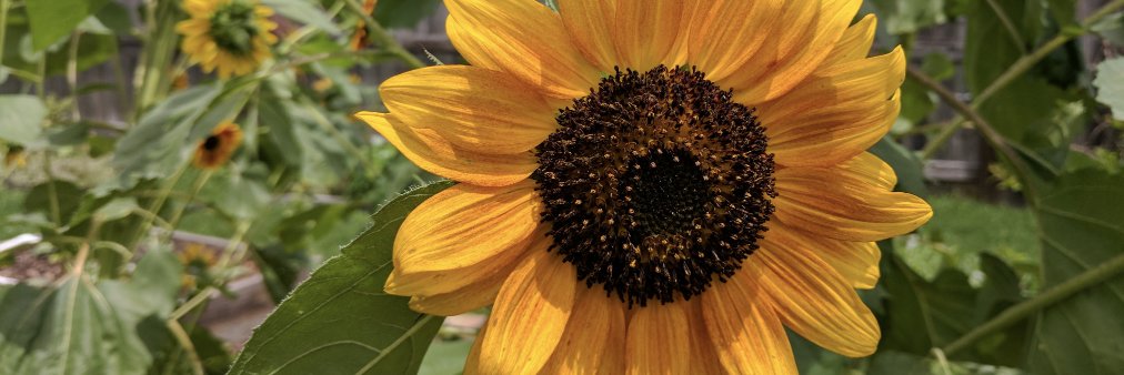 FloweringPath's profile banner image