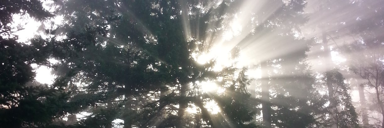 Laura Dingfield banner