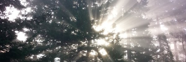 Dingfieldl Profile Banner