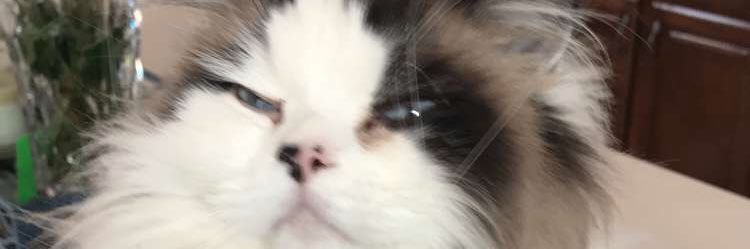 ArthursTara's profile banner image