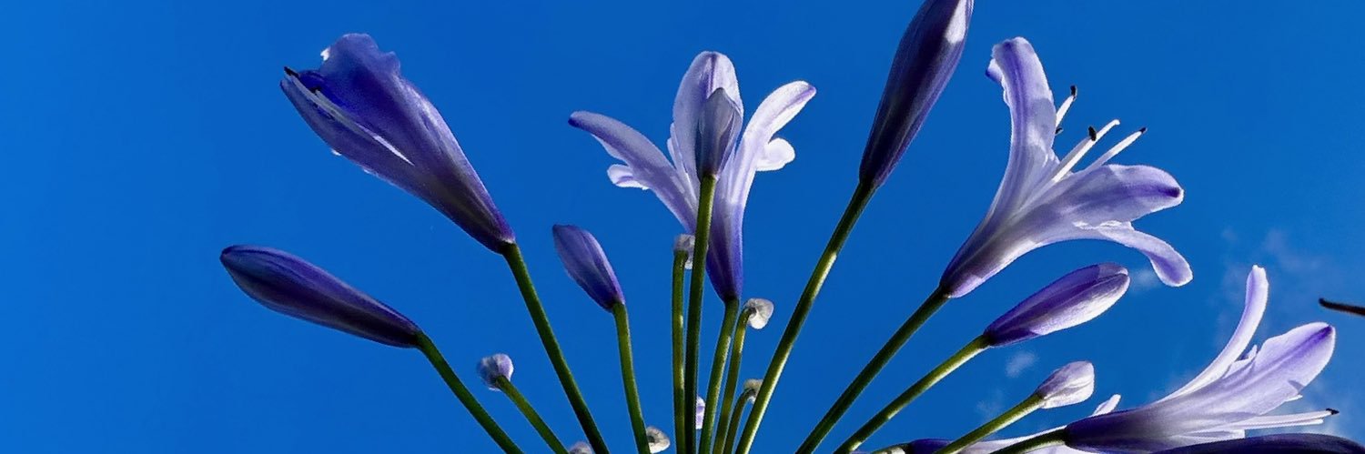 Freya Snowball banner