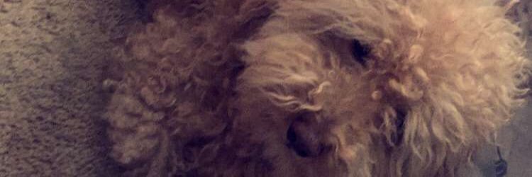 JetLagTiff's profile banner image