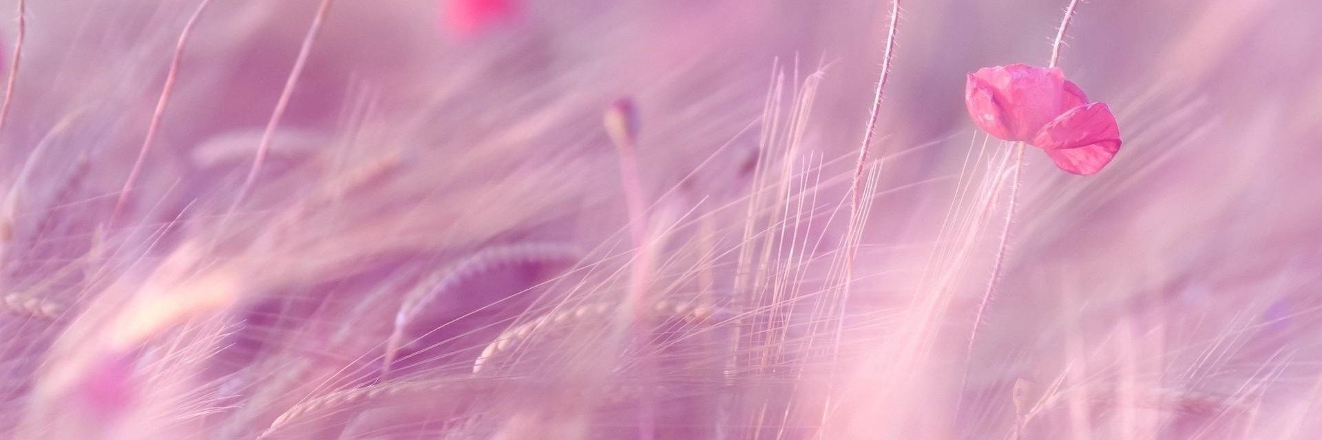 lisashisim's profile banner image