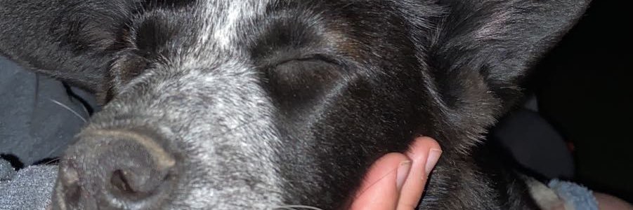 brookee115's profile banner image
