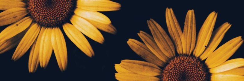 DSambB's profile banner image