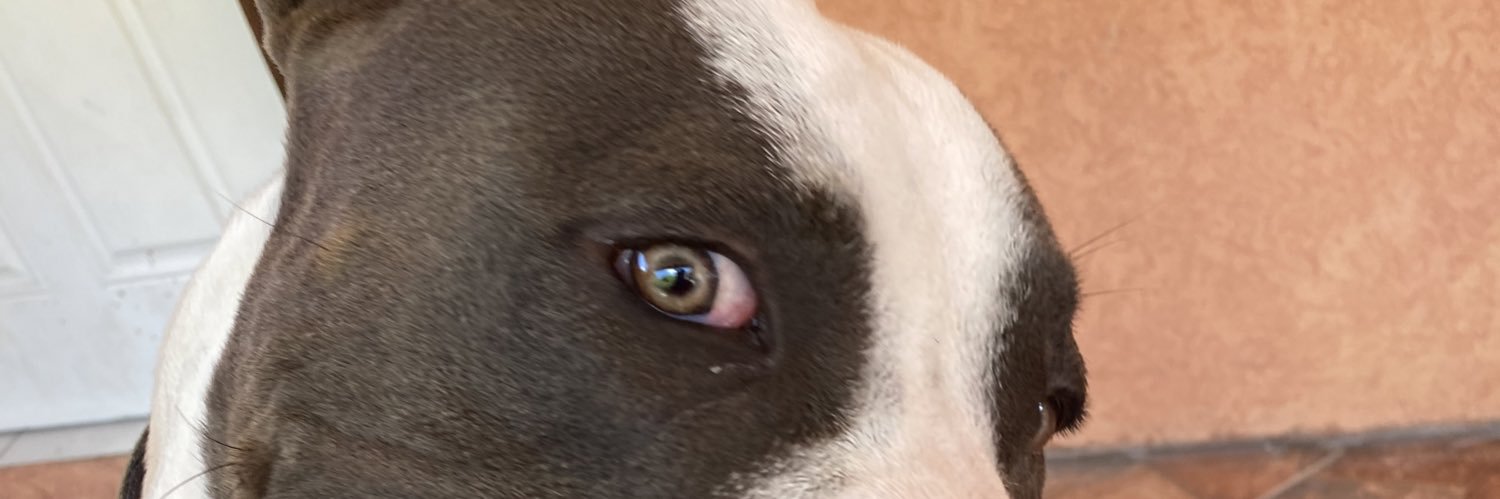 dimsaugier's profile banner image