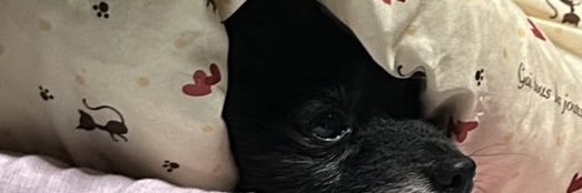 Hachi banner