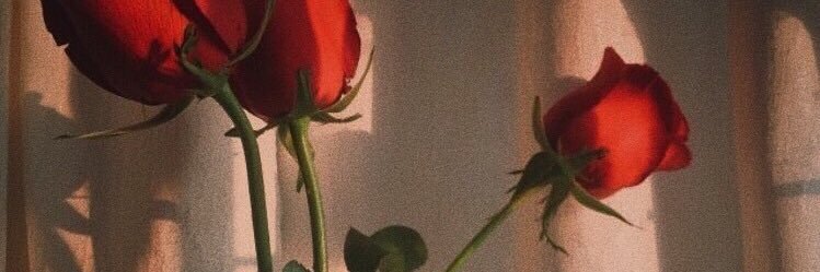 socjungs's profile banner image
