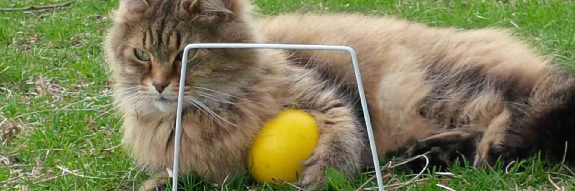 gardencatt's profile banner image