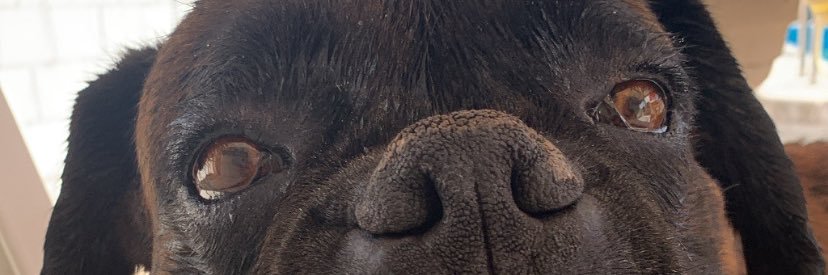 siirea_03's profile banner image