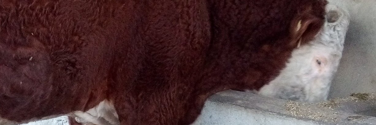 Chalocharro's profile banner image